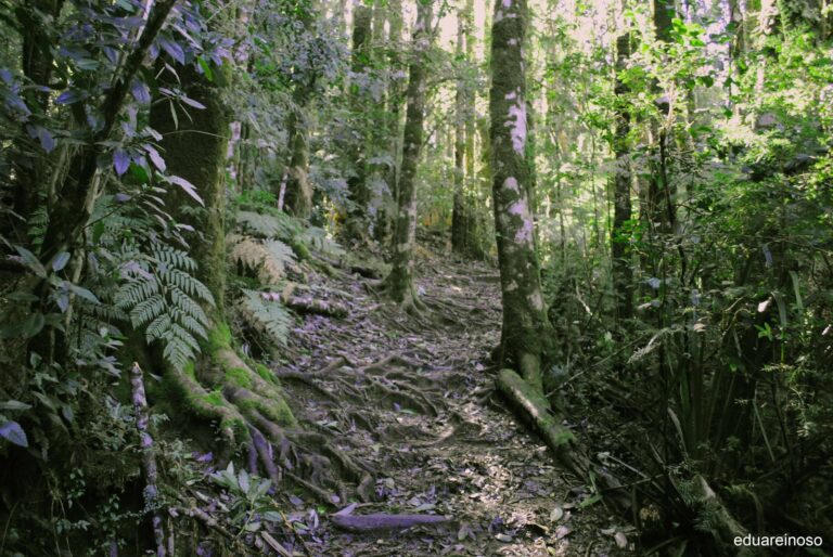 Ecorregión Bosque Valdiviano