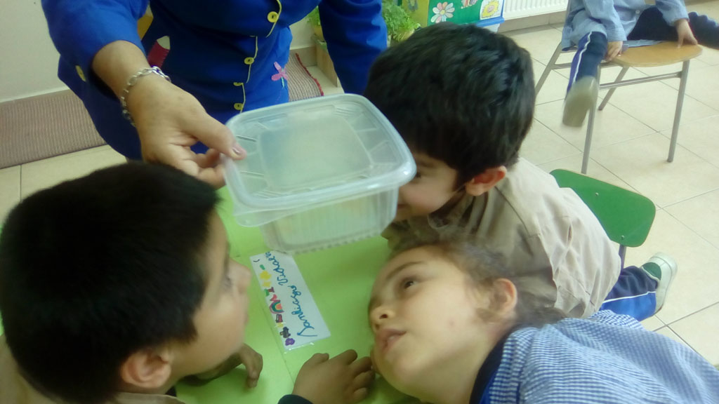 Experimento dei Piccoli